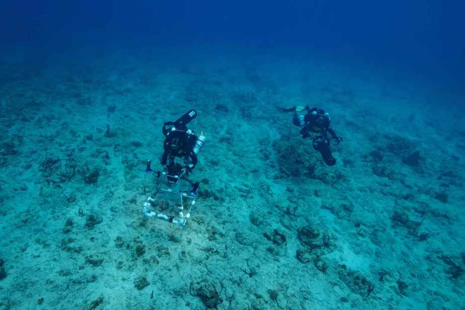 Censo oceânico lança missão para descobrir 100 mil novas espécies marítimas