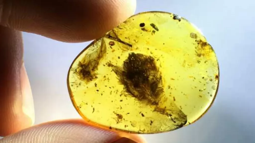 Pena de pássaro extinto é encontrada preservada em âmbar