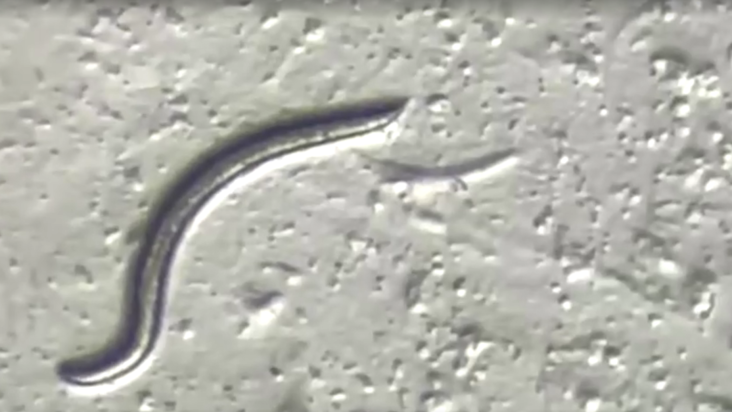 Vermes de 46 mil anos voltam à vida após processo de descongelamento