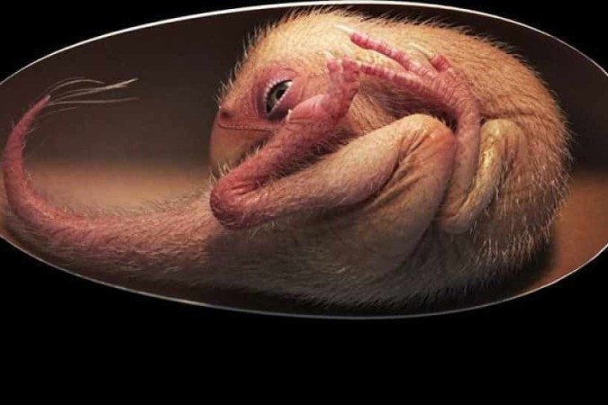 Impressionante: Embrião de dinossauro perfeito é encontrado em ovo fossilizado na China