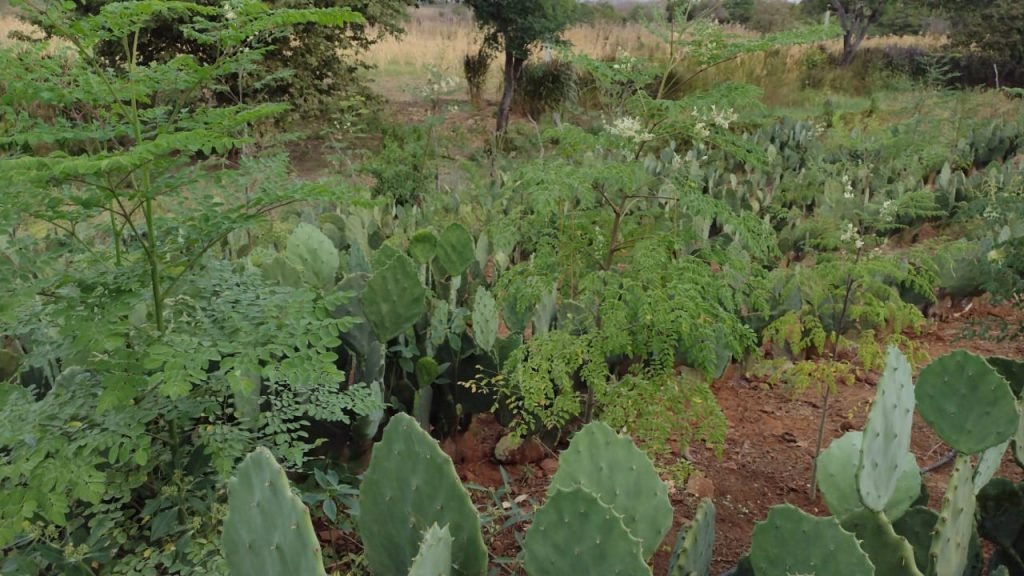 Plantando o Futuro: Governo do RN implantará 24 sistemas de reúso de águas cinzas