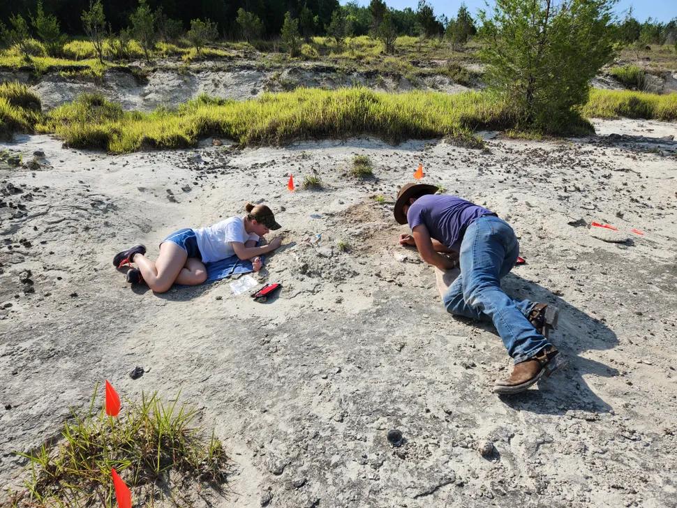Estudante acha crânio de baleia com 34 milhões de anos em fazenda