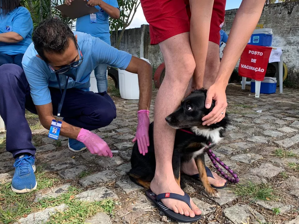 Confira pontos de vacinação antirrábica em Natal neste sábado (9)