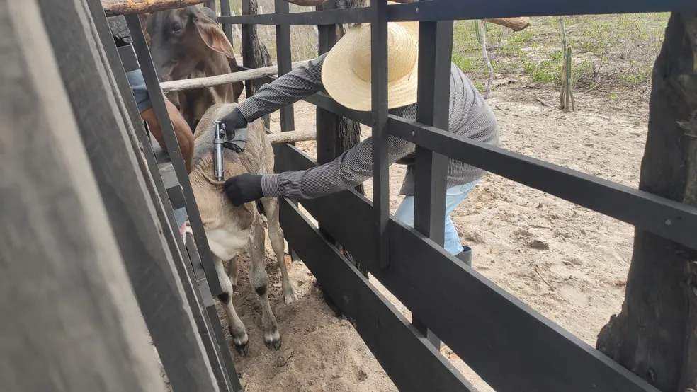 Segunda etapa da campanha de vacinação contra febre aftosa começa nesta quarta (1º) no RN