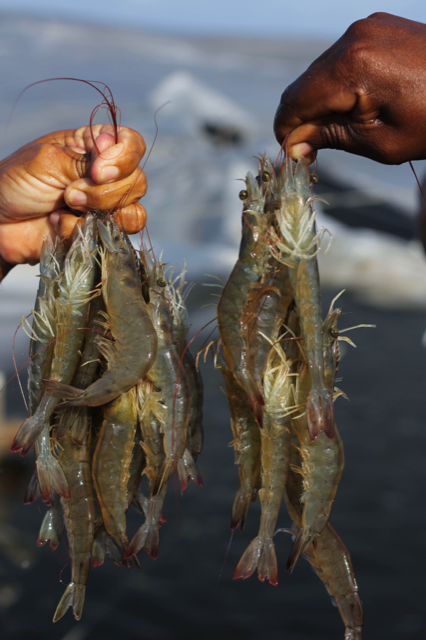 Feira Nacional do Camarão começa nesta terça-feira (14) e se estende até a sexta-feira (17) no Centro de Convenções de Natal*