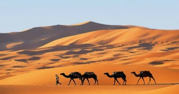 O Deserto do Saara já foi uma savana verde – nova pesquisa explica como