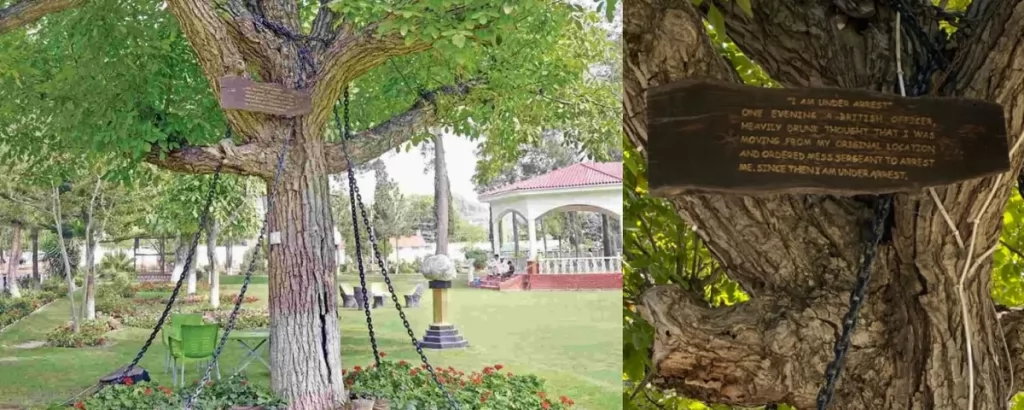 “Pé de Ficus” acorrentado no Paquistão está cumprindo pena desde 1898