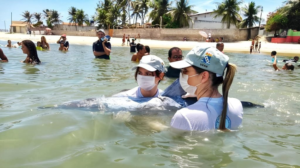 Projeto Cetáceos e Cemam atendem ao encalhe de 24 animais em 17 dias