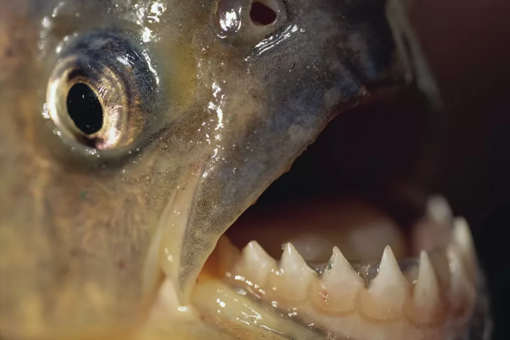 Piranhas atacam banhistas e cidade do RN recomenda que população evite rio