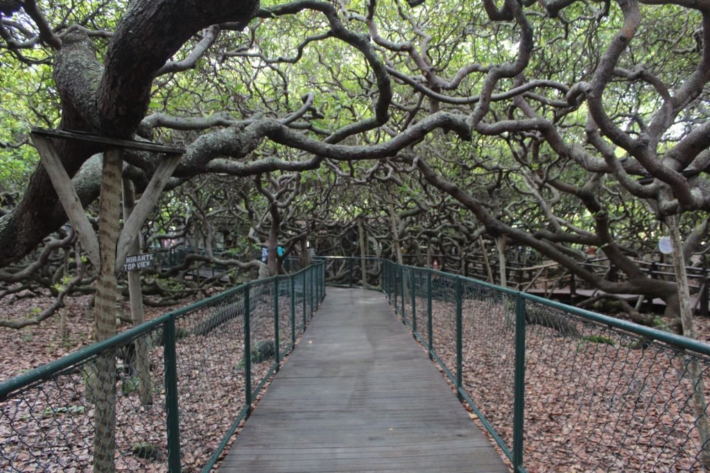 Horário de funcionamento do Parque das Dunas e do Cajueiro de Pirangi durante o período de Carnaval