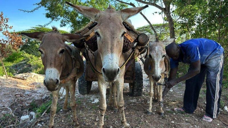 A invenção brasileira que promete salvar os jumentos da extinção no Nordeste