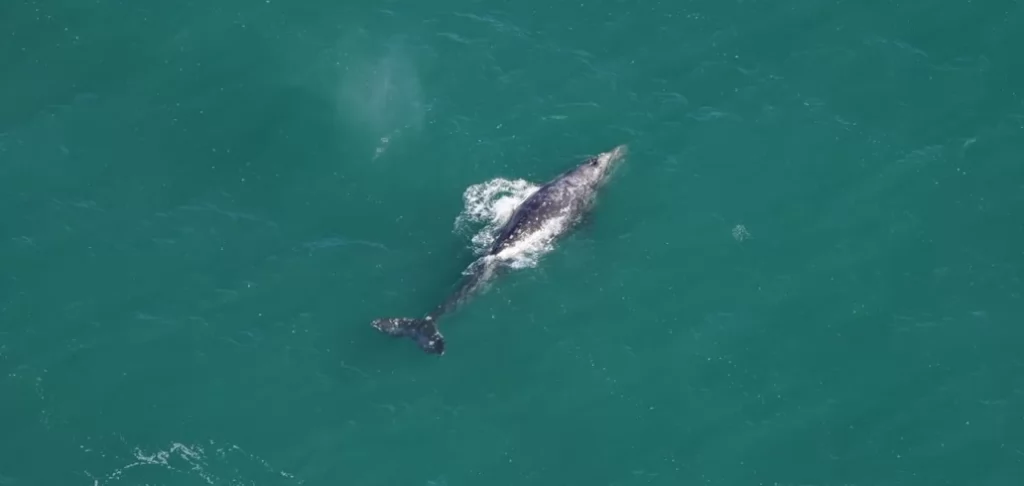 Baleia-cinzenta considerada extinta há 200 anos é avistada nos EUA