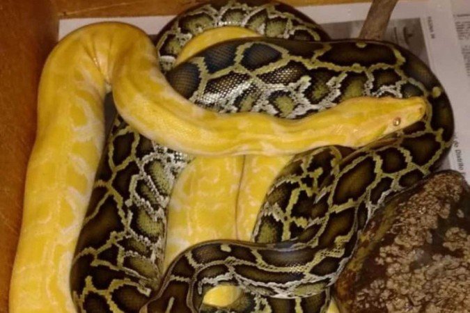 Já provou carne de cobra? Comida inusitada pode ser prato do futuro