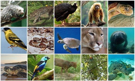 Projeto determina que morador informe a condomínio guarda de animal silvestre