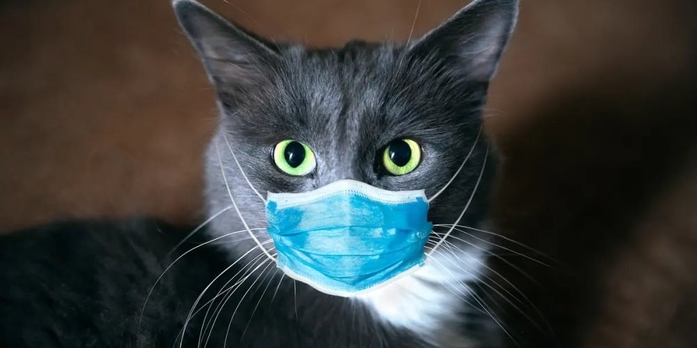 Humanos transmitem mais vírus para animais do que o contrário, afirma surpreendente pesquisa