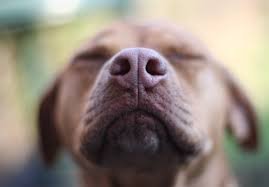 Cães farejam Parkinson com 90% de precisão, mostra estudo