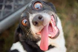 Cães farejadores detectam cheiro de fugitivos da Penitenciária Federal de Mossoró em morador de Baraúna (RN)