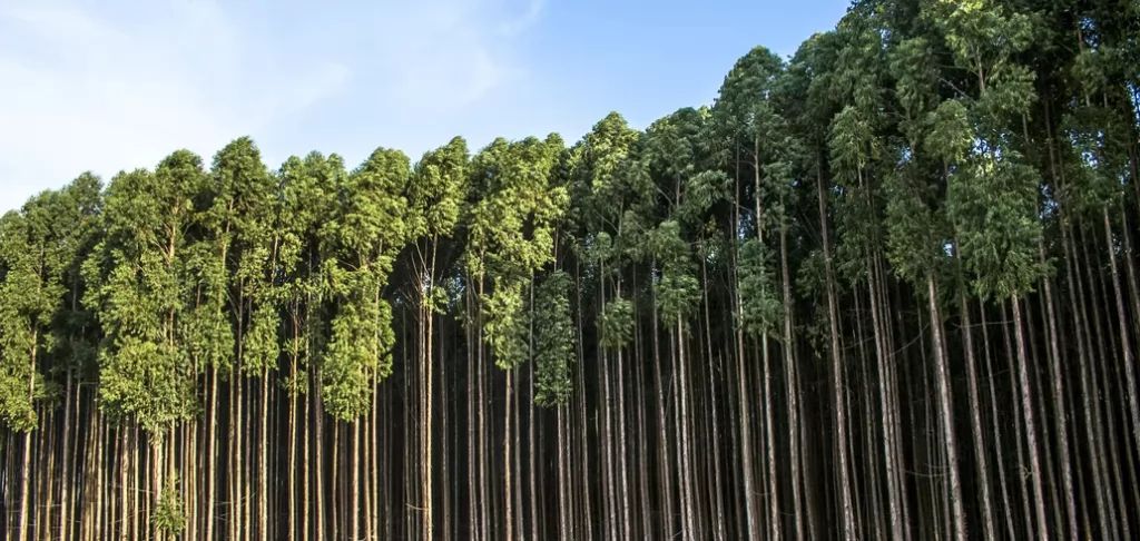 Ouro crescendo em árvores? É o que afirmam cientistas da Austrália
