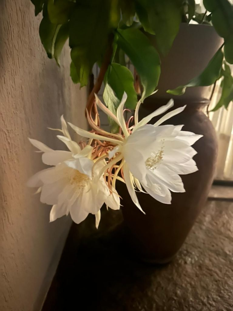 Dama da-noite: a flor rara que abre e exala perfume apenas uma vez ao ano