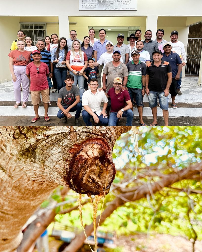Exsudato do Cajueiro pode ser uma nova mina de ouro para os cajucultores