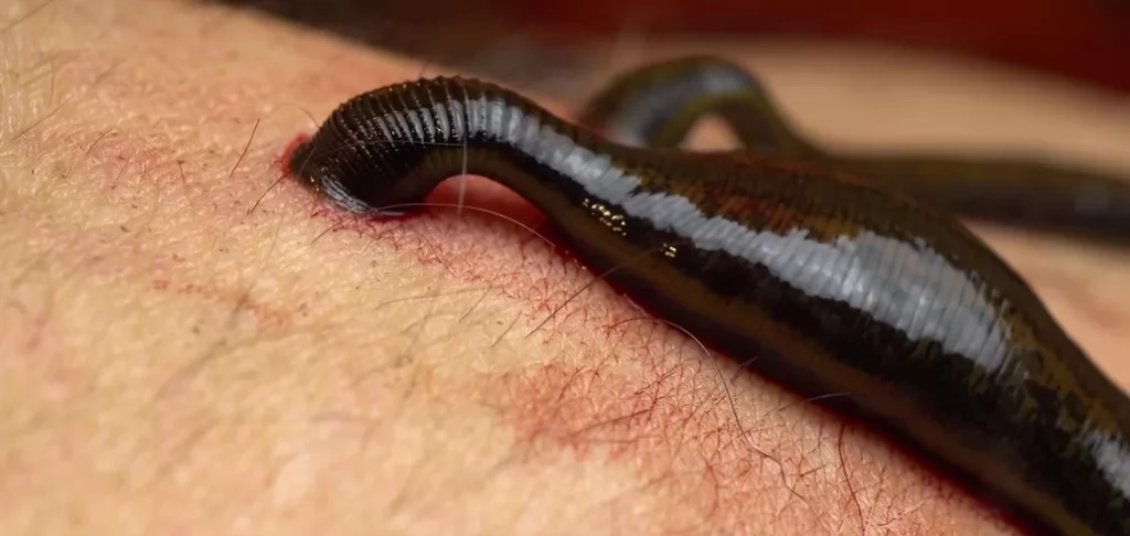 Sanguessuga-gigante: conheça o monstro que assombra as águas amazônicas