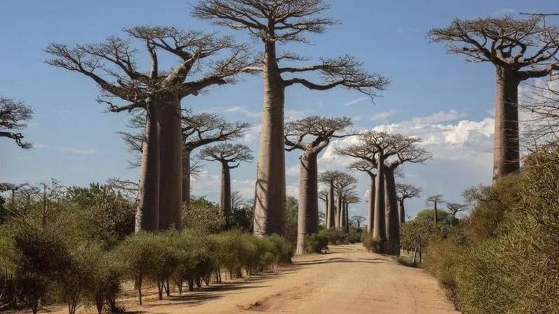 Cientistas revelam mistério por trás dos antiquíssimos baobás, as árvores da vida