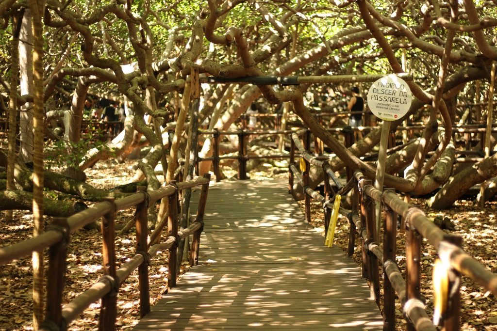 Parque das Dunas e Cajueiro de Pirangi funcionarão normalmente durante o feriado