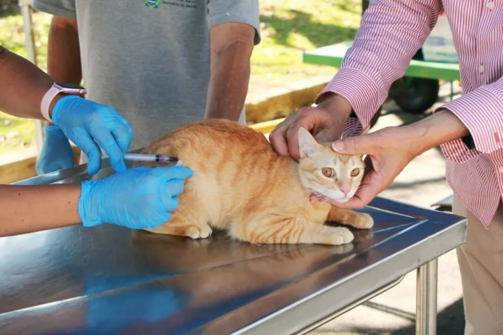 Natal inaugura Hospital Municipal Veterinário; veja como funciona atendimento