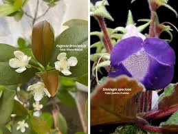 92% das patentes que usam plantas da Mata Atlântica foram criadas fora do Brasil