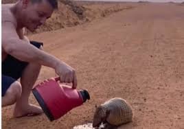 Caminhoneiro dá água a tatu que fugia das queimadas no MT e emociona redes; vídeo