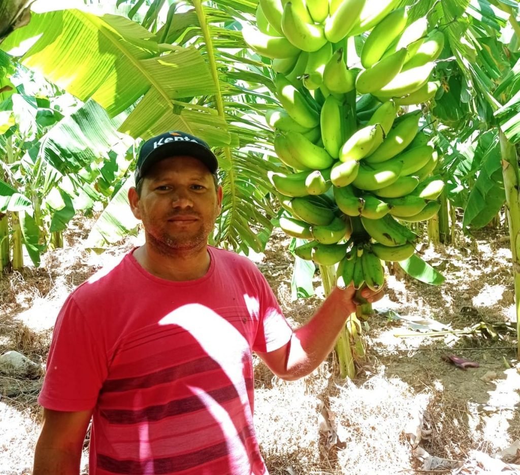 Sebrae lança plataforma digital para ampliar mercado na fruticultura