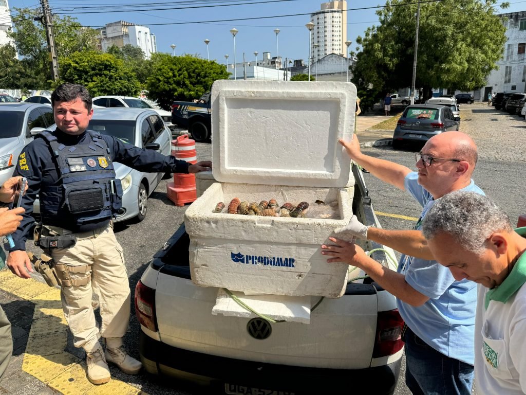 Apreensão de mais de 300 kg de lagosta resulta em doações ao Sesc Mesa Brasil