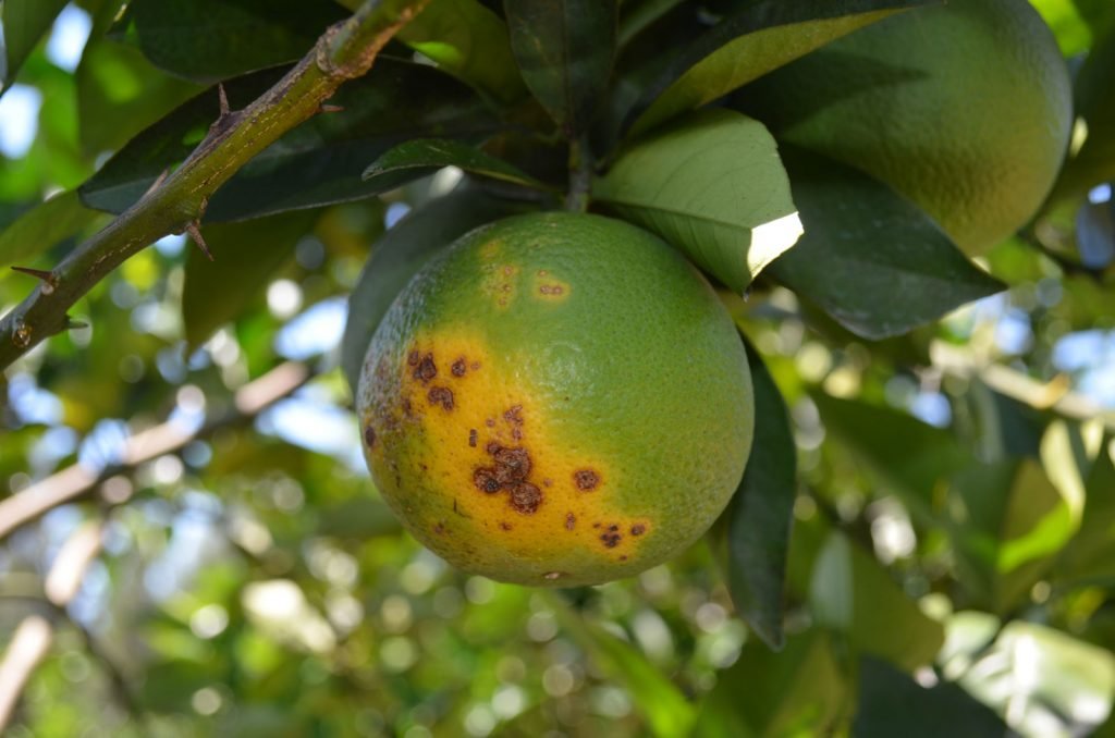 Sistema Faern/Senar intensifica ações de conscientização sobre o Cancro Cítrico; entenda