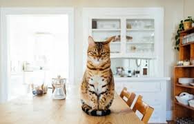 Agora lascou tudo: o maior segredo dos gatos é que eles são péssimos caçando ratos