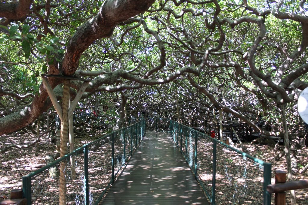 Melhorias: Cajueiro de Pirangi será fechado para manutenção
