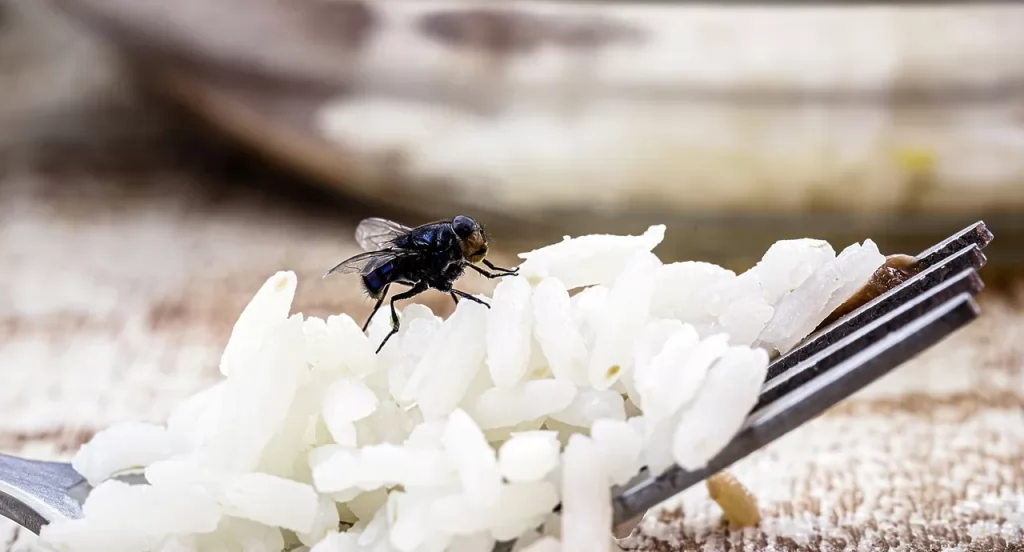O que a mosca faz quando pousa na sua comida?