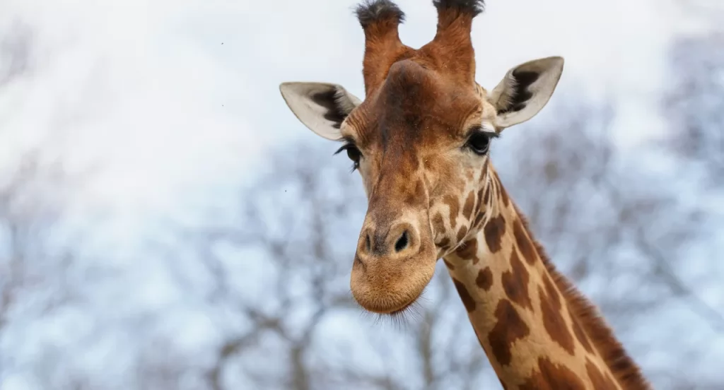 Zoolife: acompanhe ao vivo animais em 13 zoológicos diferentes ao redor do mundo