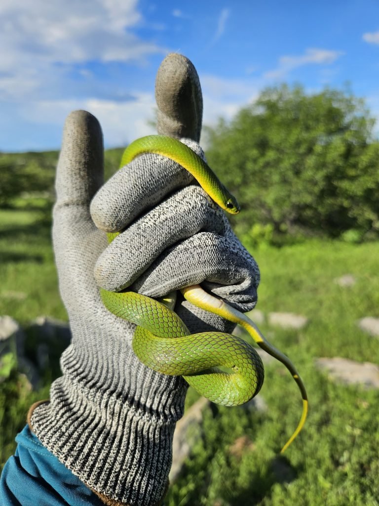 Ação ambiental no Complexo Hidrossocial Oiticica resgata mais de 1.500 animais