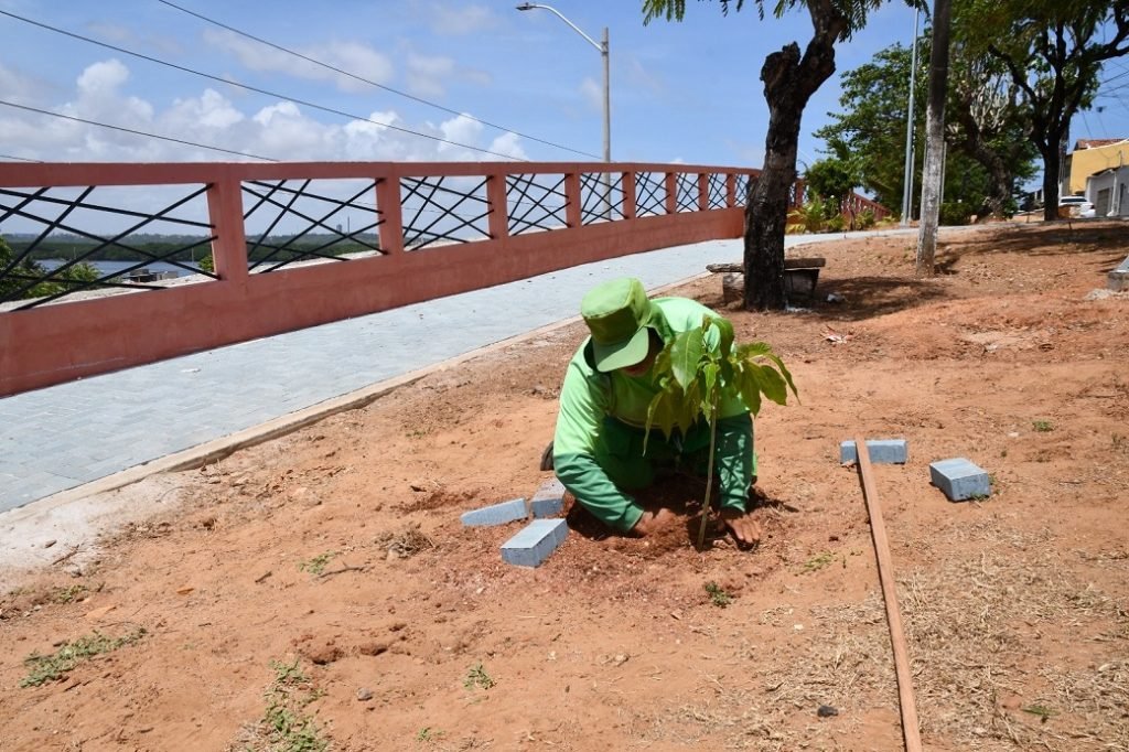 Praça Djalma Maranhão recebe mudas do Planta Natal