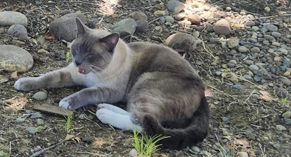 Gato perdido em parque nos EUA caminha 1450 km de volta para casa