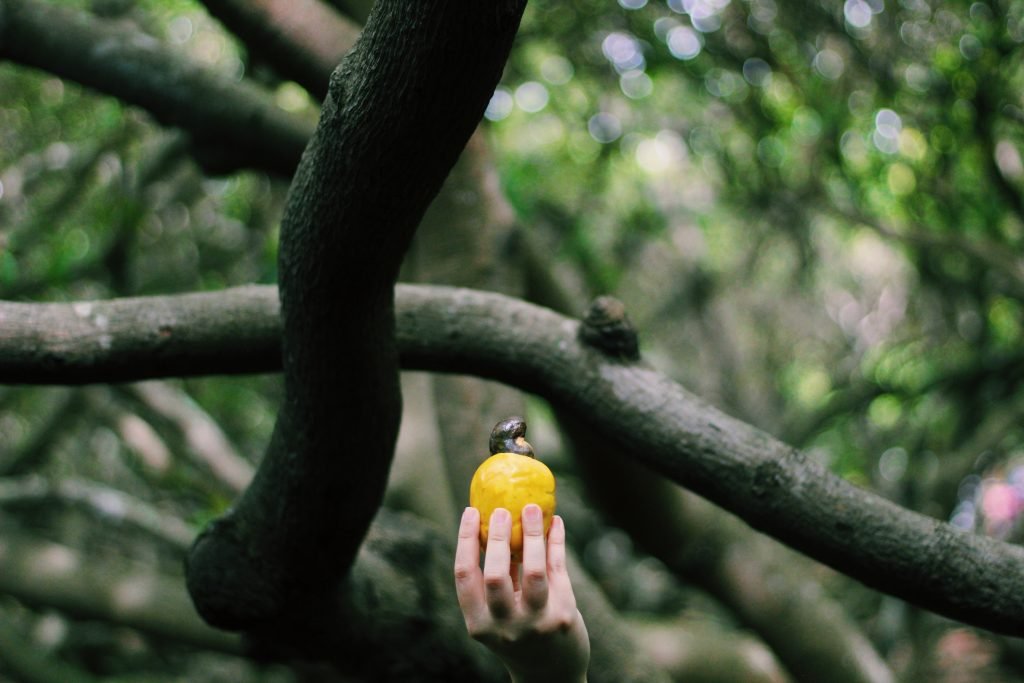 Programação especial celebra os 136 anos do Maior Cajueiro do Mundo