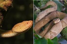 Serpentes da 2ª ilha com maior densidade de cobras do mundo encaram visitantes: ‘É sinistro’, diz biólogo