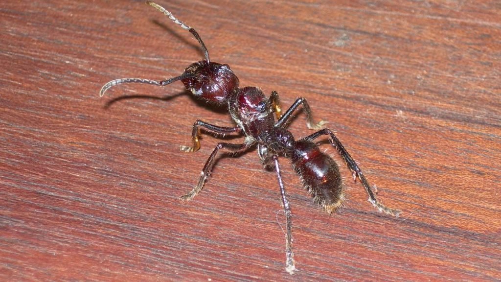 Conheça a Tocandira: formiga cuja picada dói tal qual um tiro de fuzil