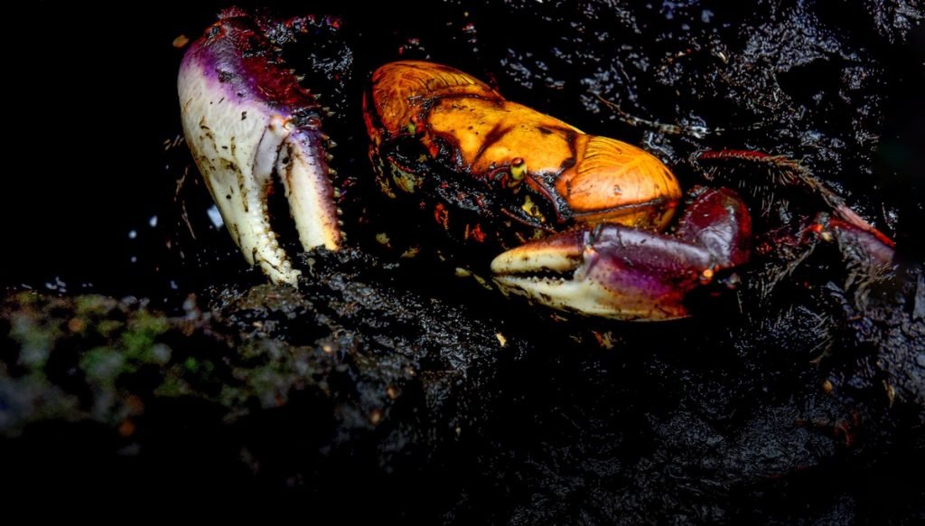 Segundo período de defeso do caranguejo-uçá inicia nesta segunda-feira (13)