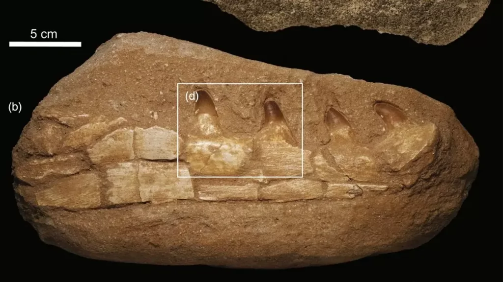 Mistério no fundo da terra! Fóssil de monstro marinho descoberto em mina de Marrocos pode ser uma farsa – exame revelará a verdade por trás dessa história incrível!