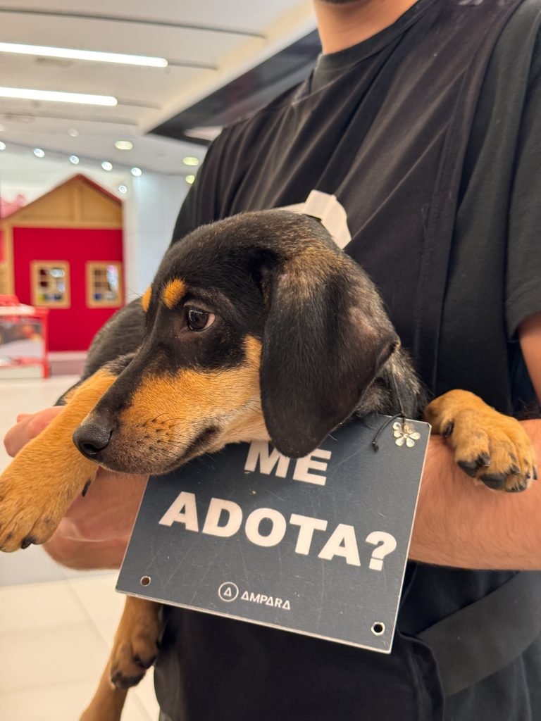 Galeria Carrefour Natal promove evento de adoção de pets no sábado (29)