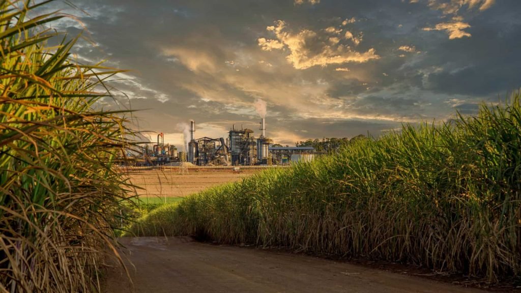 Brasil fará combustível para aviões com cana-de-açúcar