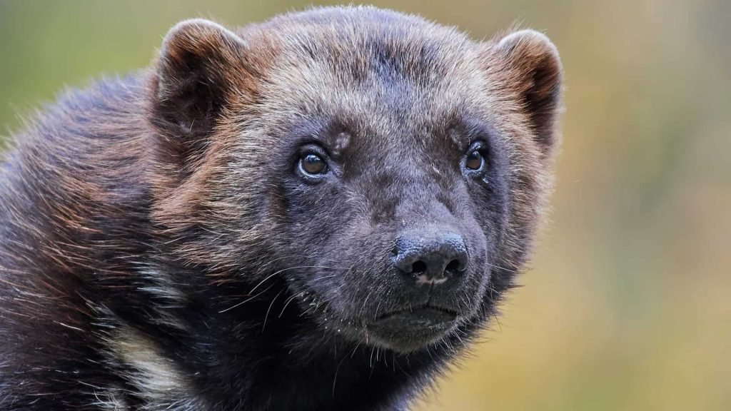 Conhece algum? Confira os 10 animais mais fedorentos do mundo