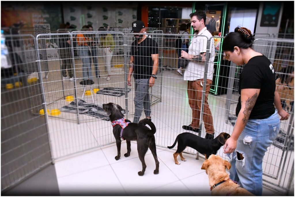 Adote um pet e ganhe um novo melhor amigo na Galeria do Carrefour Natal