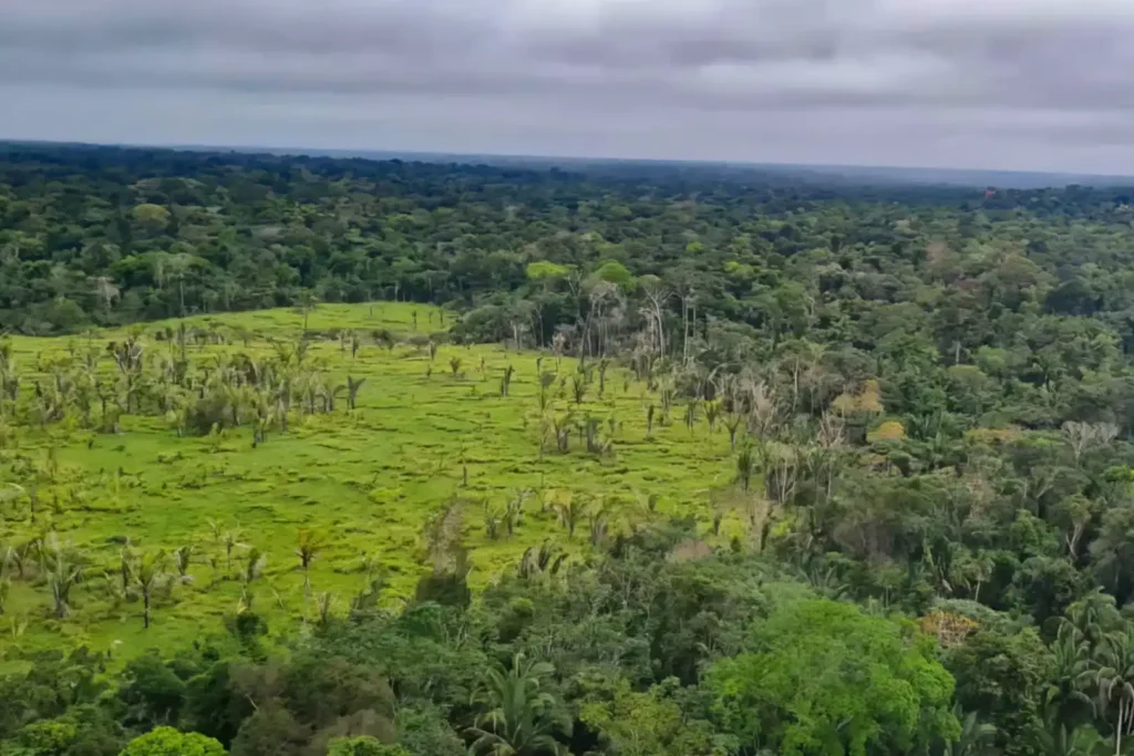 Nordeste é a região que mais preserva suas florestas da exploração econômica